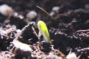 Green shoot sprouting from rich soil.